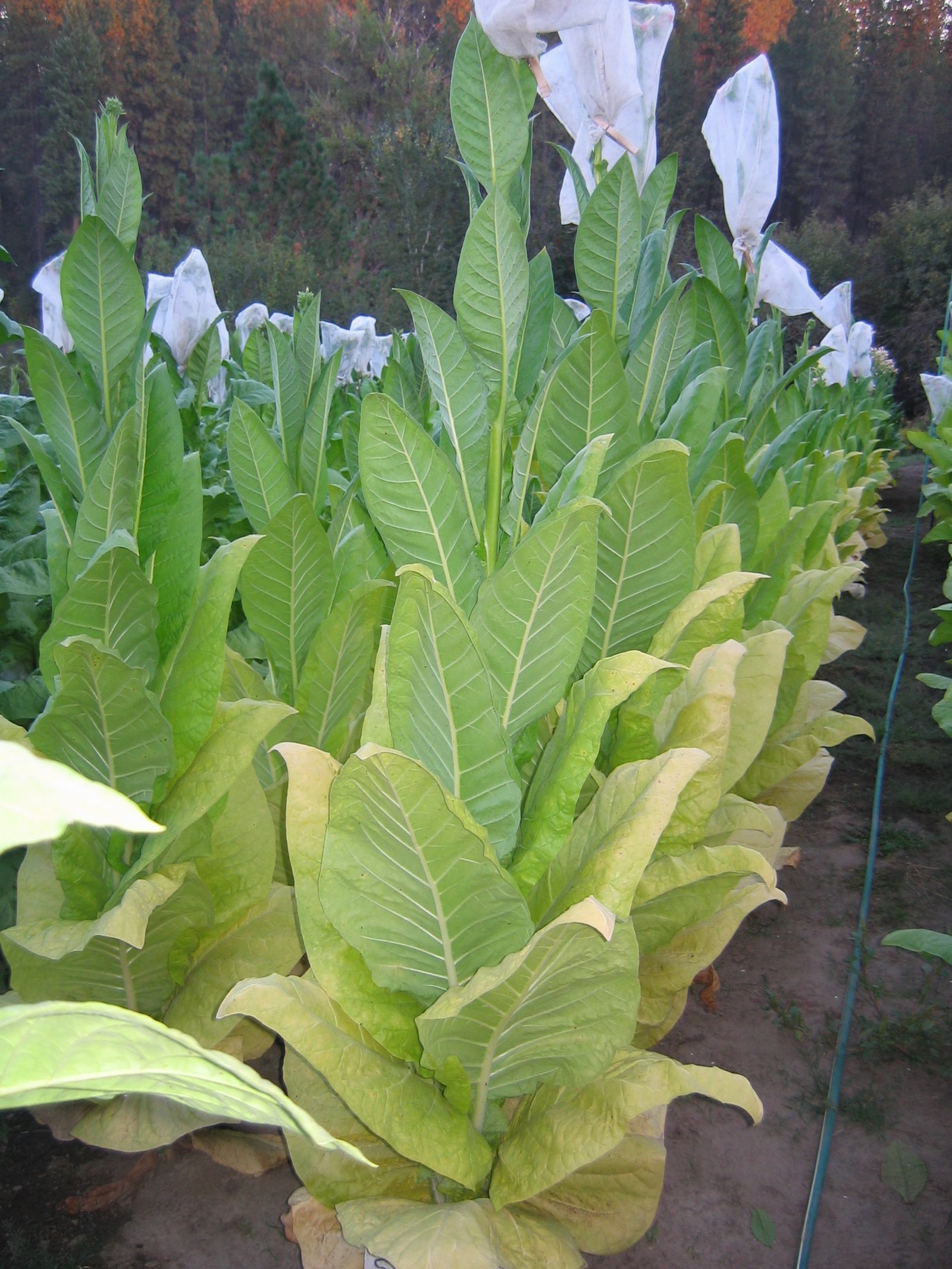  Photo showing NC 95 growing