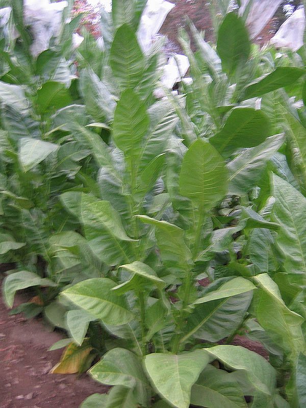 Photo showing Cuban Corojo 99 growing