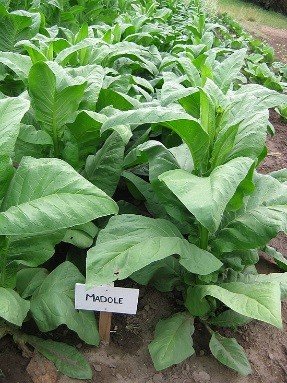 Photo showing Madole growing