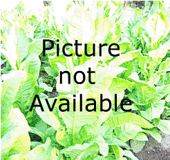 Photo showing White Mammoth growing