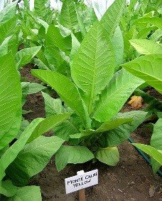 Photo showing Monte Calme Yellow growing
