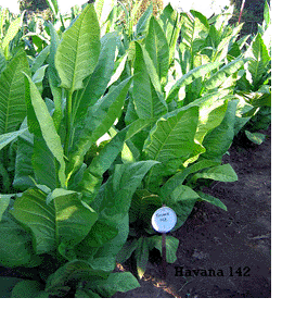 Photo showing Cuban Havana 142 growing