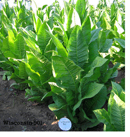 Photo showing Wisconsin 901 growing