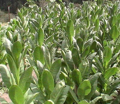 Photo showing Turkish Izmir growing