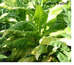 Photo showing Golden Burley growing