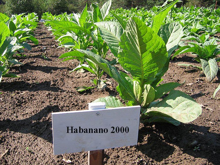 Photo showing Cuban Habano 2000 growing