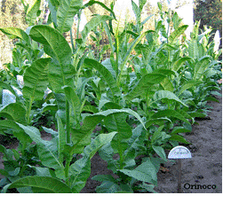 Photo showing Orinoco growing
