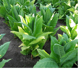 Photo showing Harrow Velvet growing