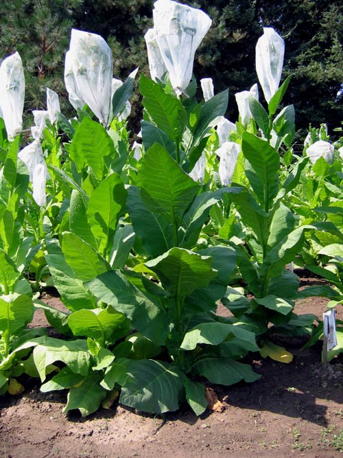 Photo showing Nostrano del Brenta growing